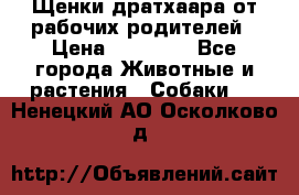 Щенки дратхаара от рабочих родителей › Цена ­ 22 000 - Все города Животные и растения » Собаки   . Ненецкий АО,Осколково д.
